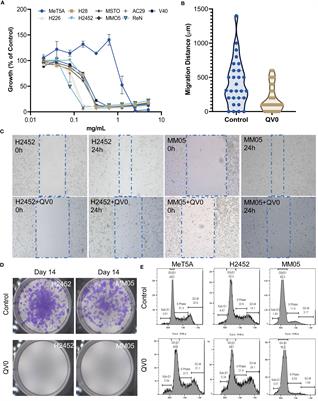Leptospermum extract (QV0) suppresses pleural mesothelioma tumor growth in vitro and in vivo by mitochondrial dysfunction associated apoptosis